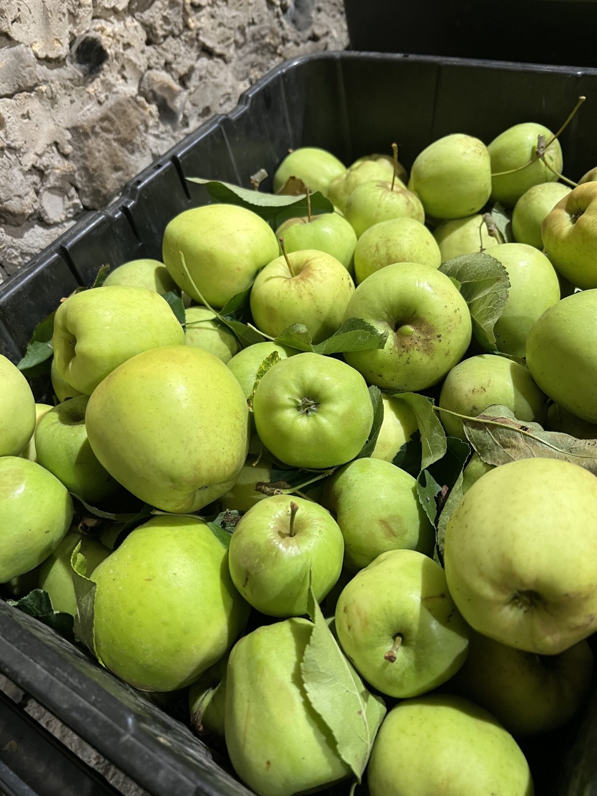 Apples ready for pressing day